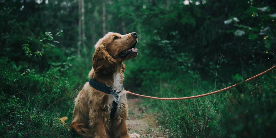 Yöneylem araştırma sordu: Sokak köpekleri uyutulmalı mı? 2